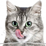 Pura: inzicht in de drinkgewoonten van je kat via app