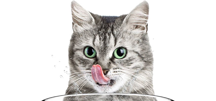 Pura: inzicht in de drinkgewoonten van je kat via app