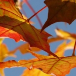 Autumn Leaves: een mooie herfst live-wallpaper