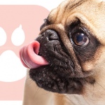 Tindog: ‘Tinder voor honden’ zoekt vriendjes voor je hond