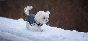 Weather Puppy: leuke weer-app met… puppies hond weer header