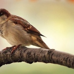 Nationale Tuinvogeltelling: doe mee via de Vogelbescherming app