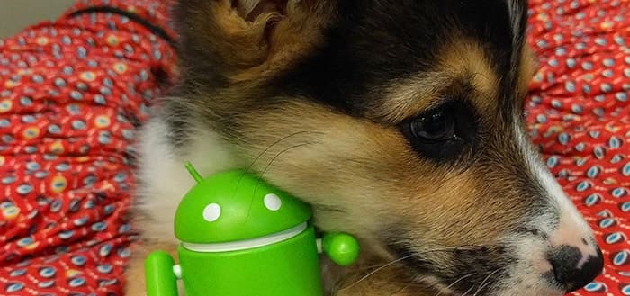 Android hond