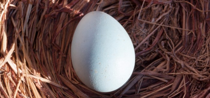 Egg app: zo kook je een ei bij het paasontbijt