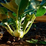 7 handige tuinieren-apps voor je moestuin