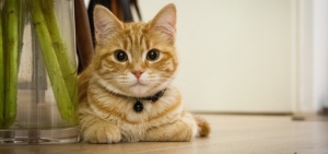 Cat Simulator: een beestachtige, vermakende simulatie-game met katten kat