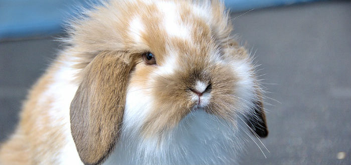 Konijnen app bevat alle informatie voor konijnen-eigenaren