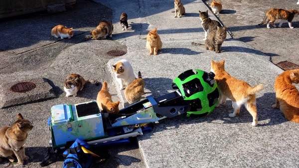 Google Street View cats