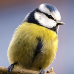Tuinvogeltelling 2019: tellen en informatie krijgen via app