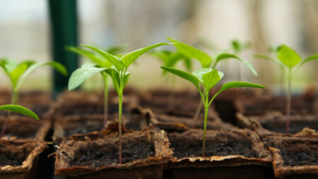 7 handige tuinieren-apps voor je moestuin