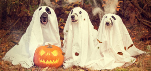 Halloween header
