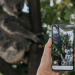 Google’s nieuwe AR-dieren komen uit Australië: nu in je eigen huis