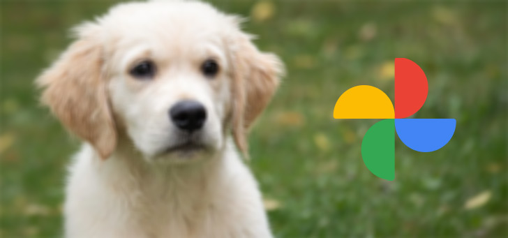 Google foto's hond header