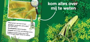 Hema insecten header